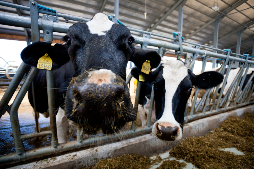 Dairy cows in a barn.