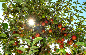 Sun shines through leaves and apples of apple tree.