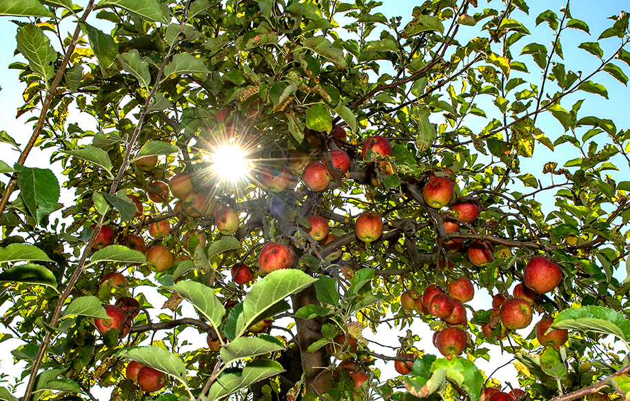 Sun shines through leaves and apples of apple tree.