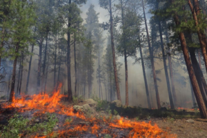 Forest fire.