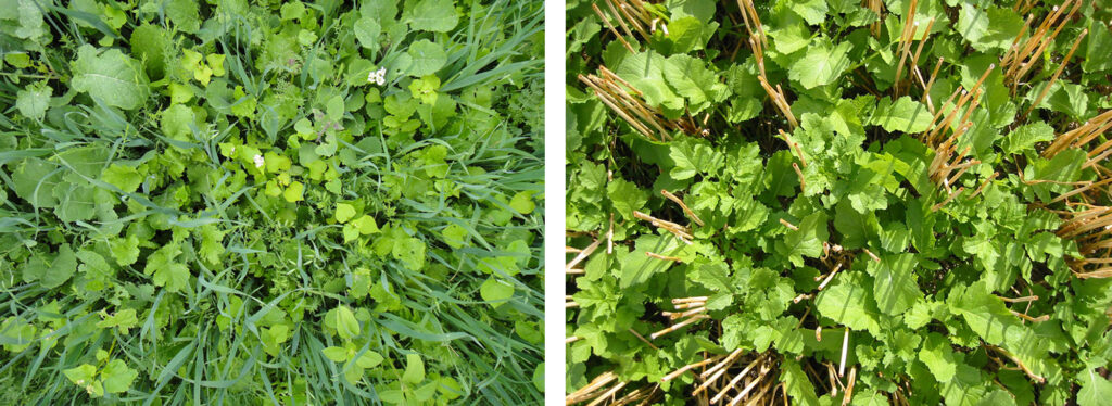 A la izquierda, cultivos de cobertura mixtos. A la derecha, monocultivo de cobertura en paja.