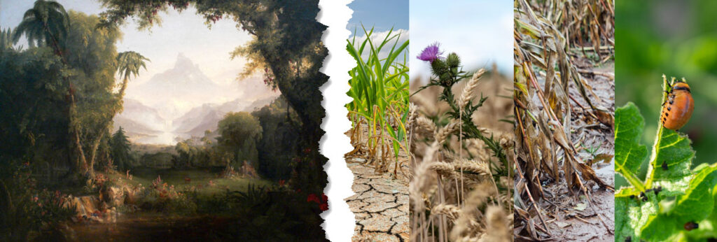 La ecología popular, idealizada y romantizada, simplifica en exceso la naturaleza y conduce a costosos errores en la gestión de cultivos en el mundo real.