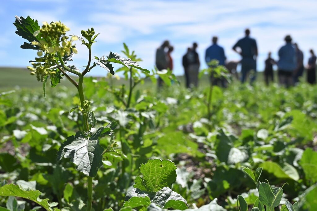Crops with figures in the background.