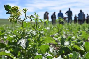 Crops with figures in the background.