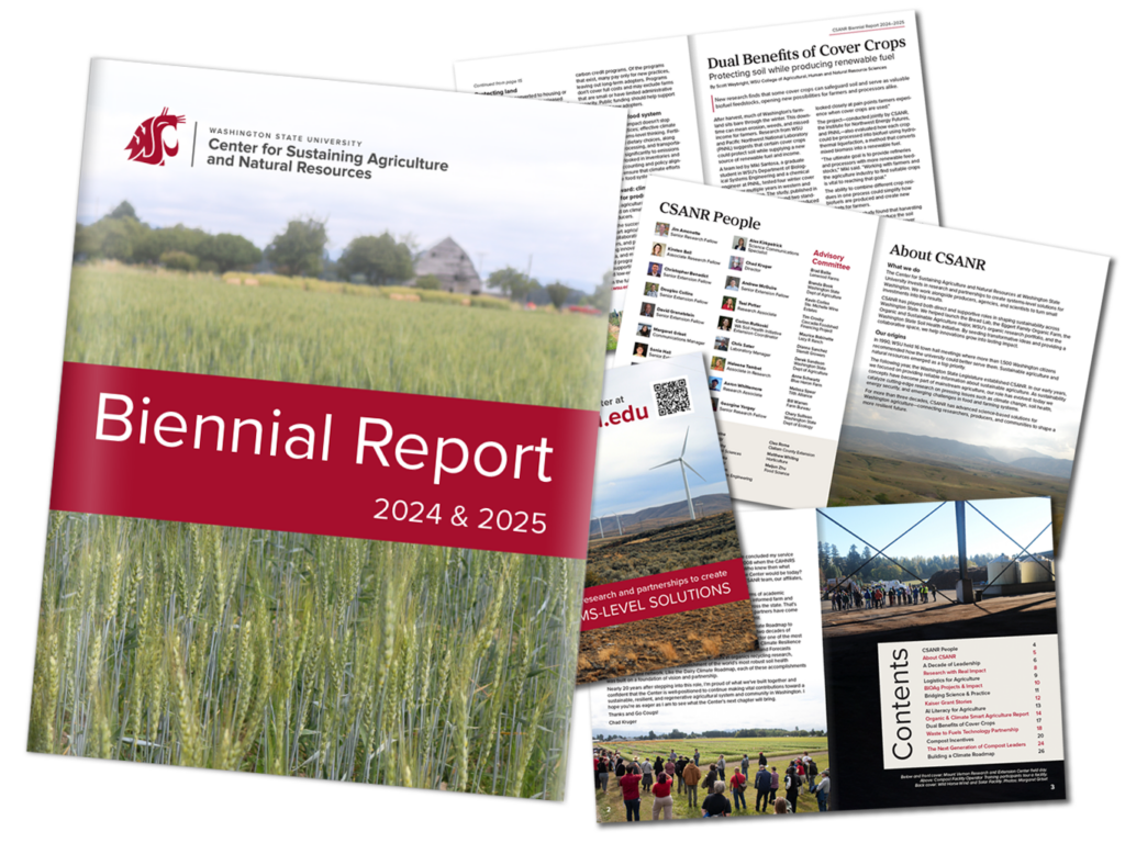 Close up of wheat in a field in the Palouse