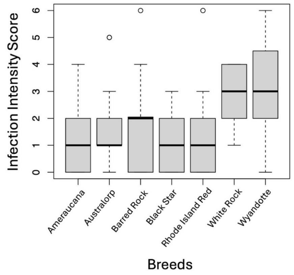 Box plot showing breeds on x axis and infection intensity score on y axs. Intensity scores ranged from means of 1 t0 3 with full range going from 0 to 6. White Rick and Wyandotte showed the highest infection intensities.