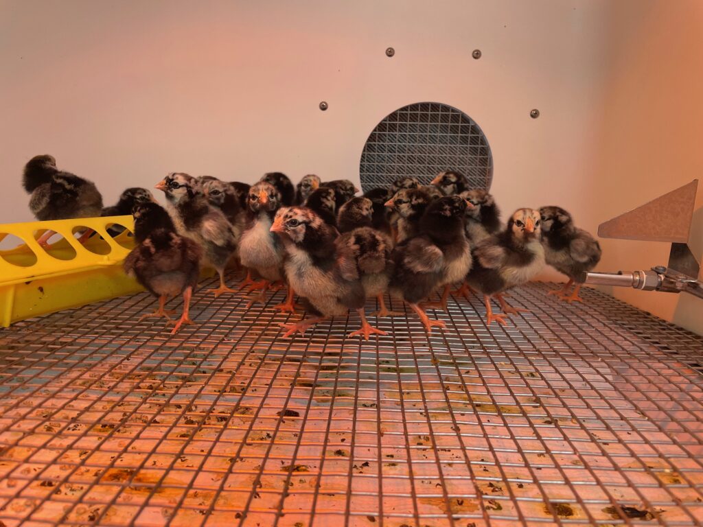 Chicks in an incubator.