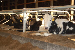 Dairy cows.