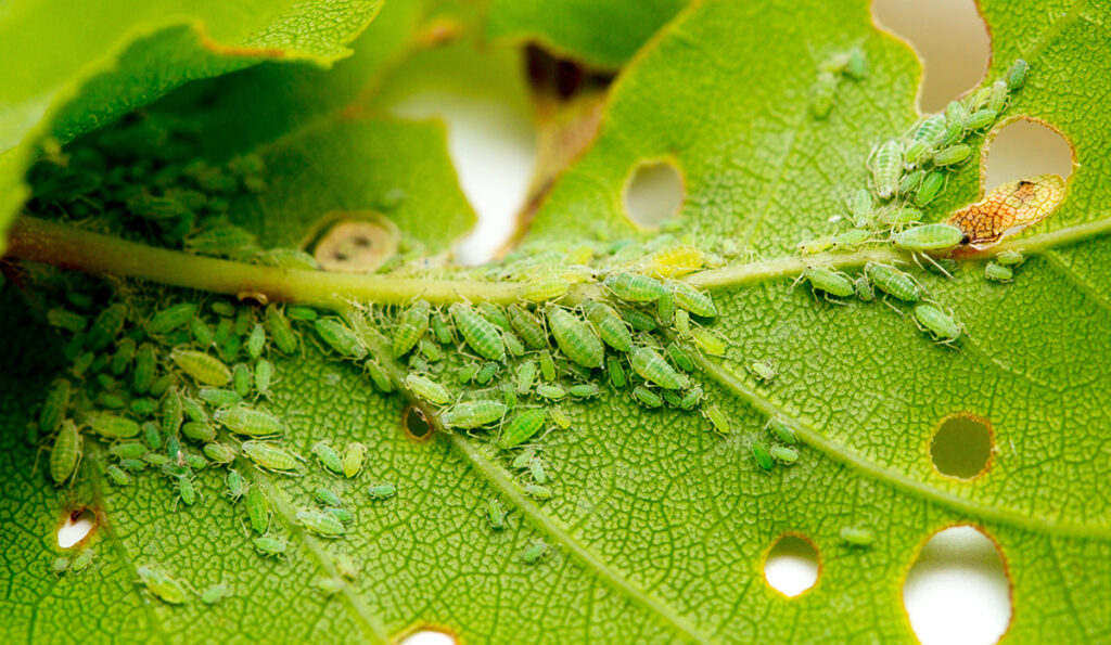Photo showing aphids feeding on a plant leaf.