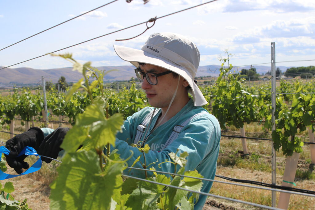 A person works in a vineyard.