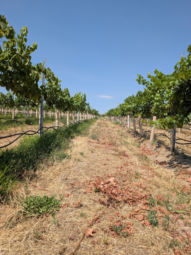 Two vineyard rows. One has vegetation growing under the vines while the second has no vegetation under the vines.