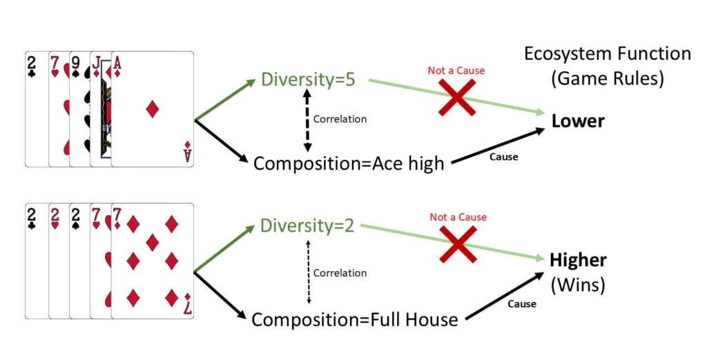 Two poker hands illustrate that composition, not diversity, determines function. A five-card hand with high diversity is only ace-high and has lower value, while a low-diversity full house wins. Diversity correlates with composition but does not cause the outcome; card composition determines value under the game rules.