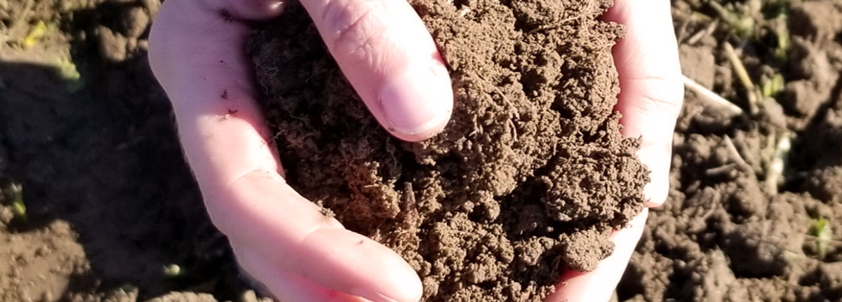 Cupped hands holding soil