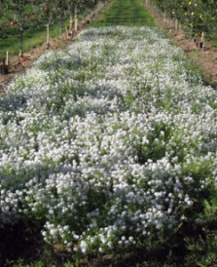 WSU researchers are giving apple orchards a sweet treatment... Sweet Alyssum, that is. Here, the flowers are grown in the lane between rows of trees in an effort to attract syrphids.
