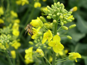 Honey bee on a winter canola flower