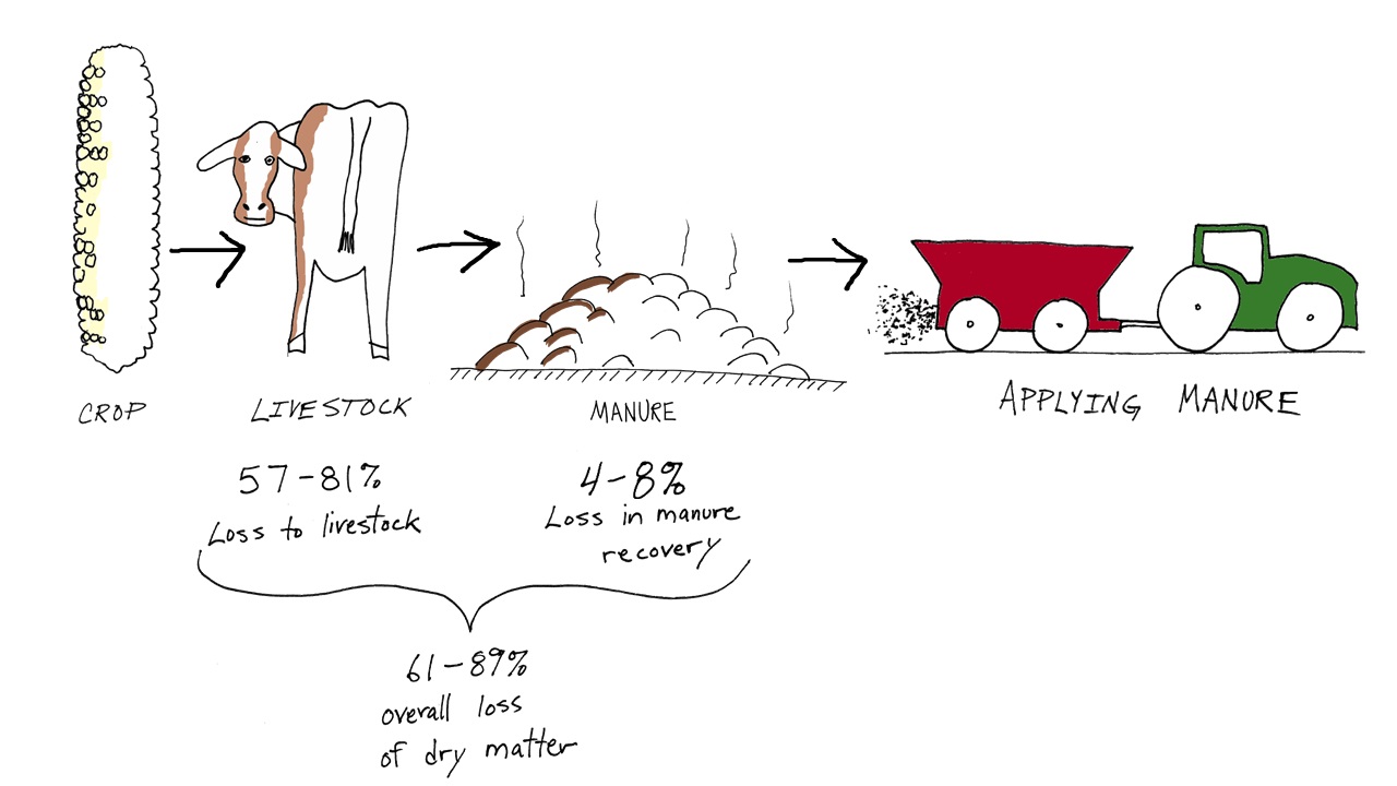 Can Manure Supply Nitrogen and Phosphorus to Agriculture? | Center for ...