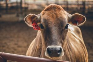 Portrait of a cow
