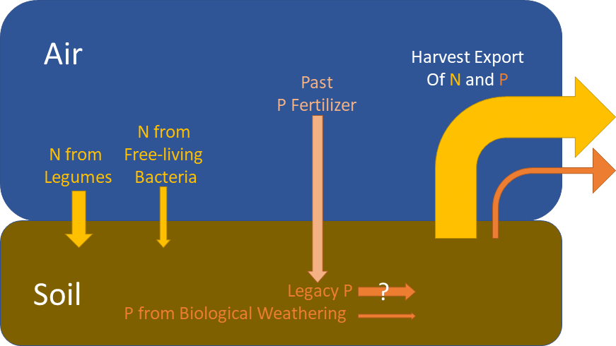 [Illustration] Legumes, bacterial fixing N; Fertilizer-introduced P. Additional P present from biological weathering and ???