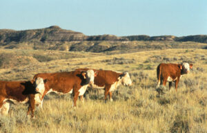 Cattle on the range.