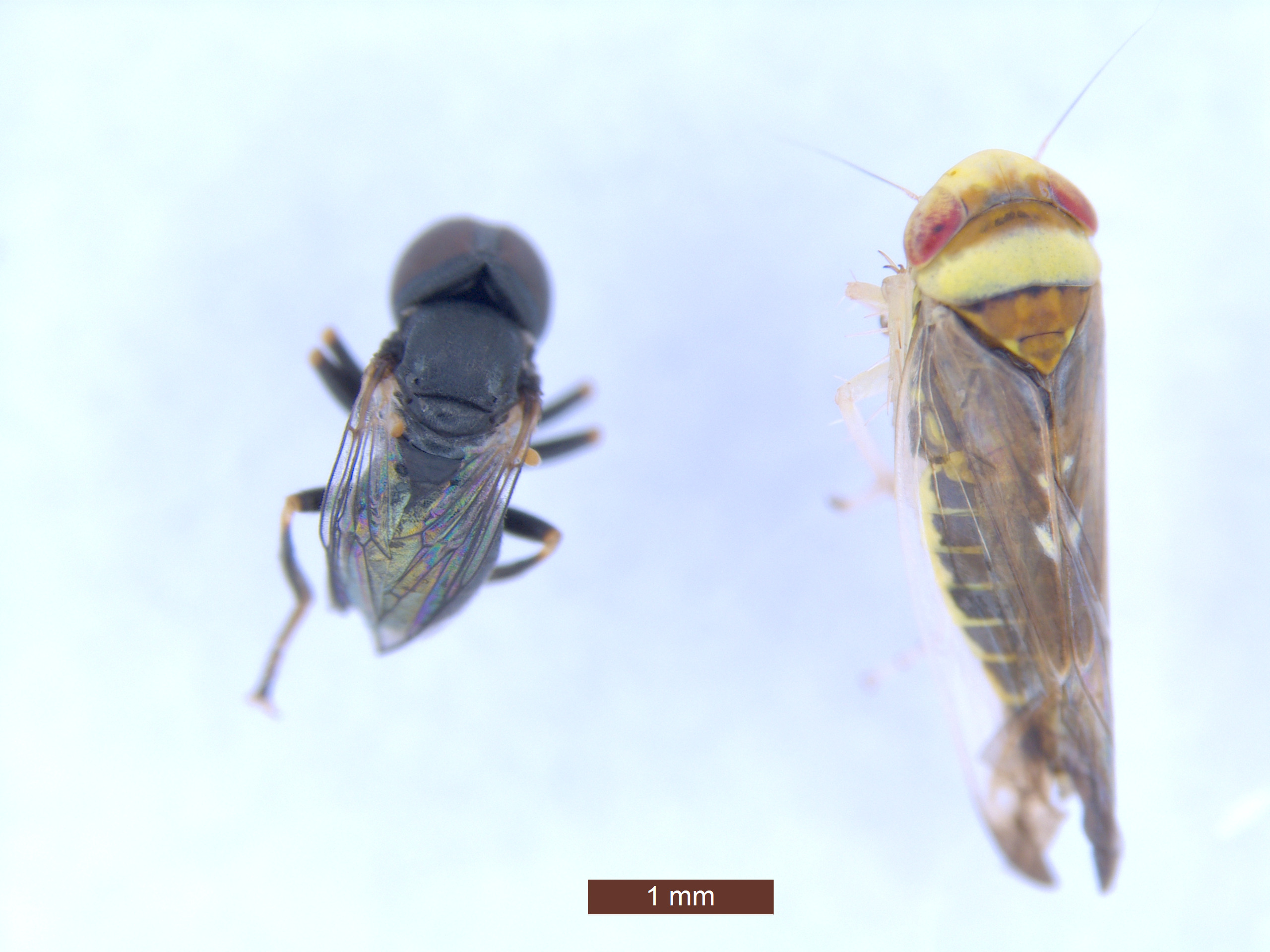 Tracking Beneficial Parasites to Safeguard Cherry Production | Center ...
