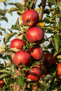 Red apples on tree