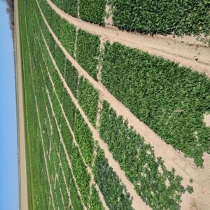 Large field of spinach