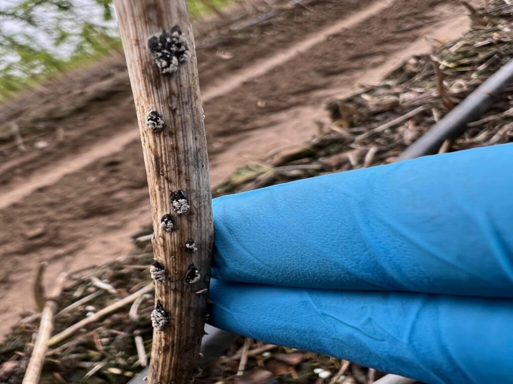 A plant stem with bumpy structures on it.