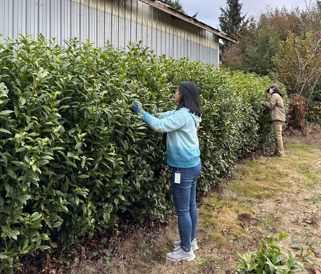 Two people cutting leaves from a long row of bushes.