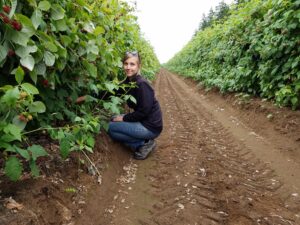 Woman crouches next to row of raspberry canes.