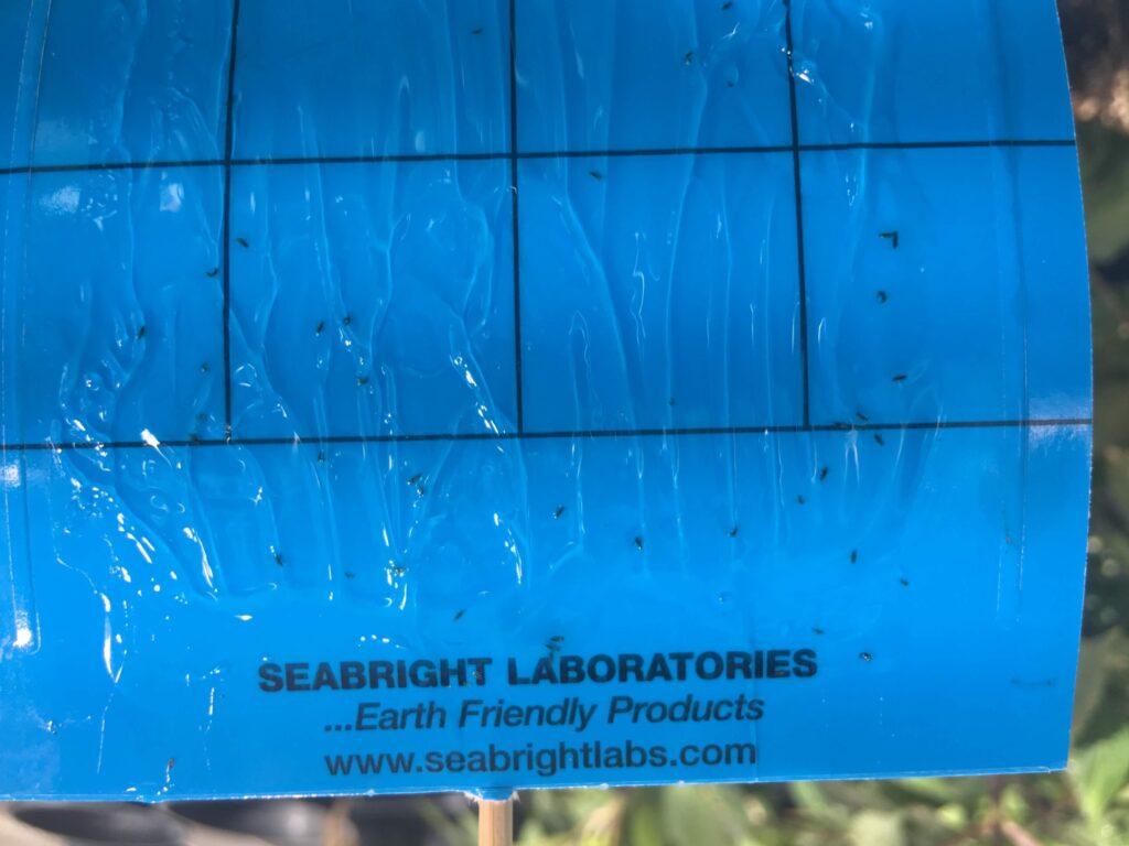 small insect stuck on a blue sticky paper.