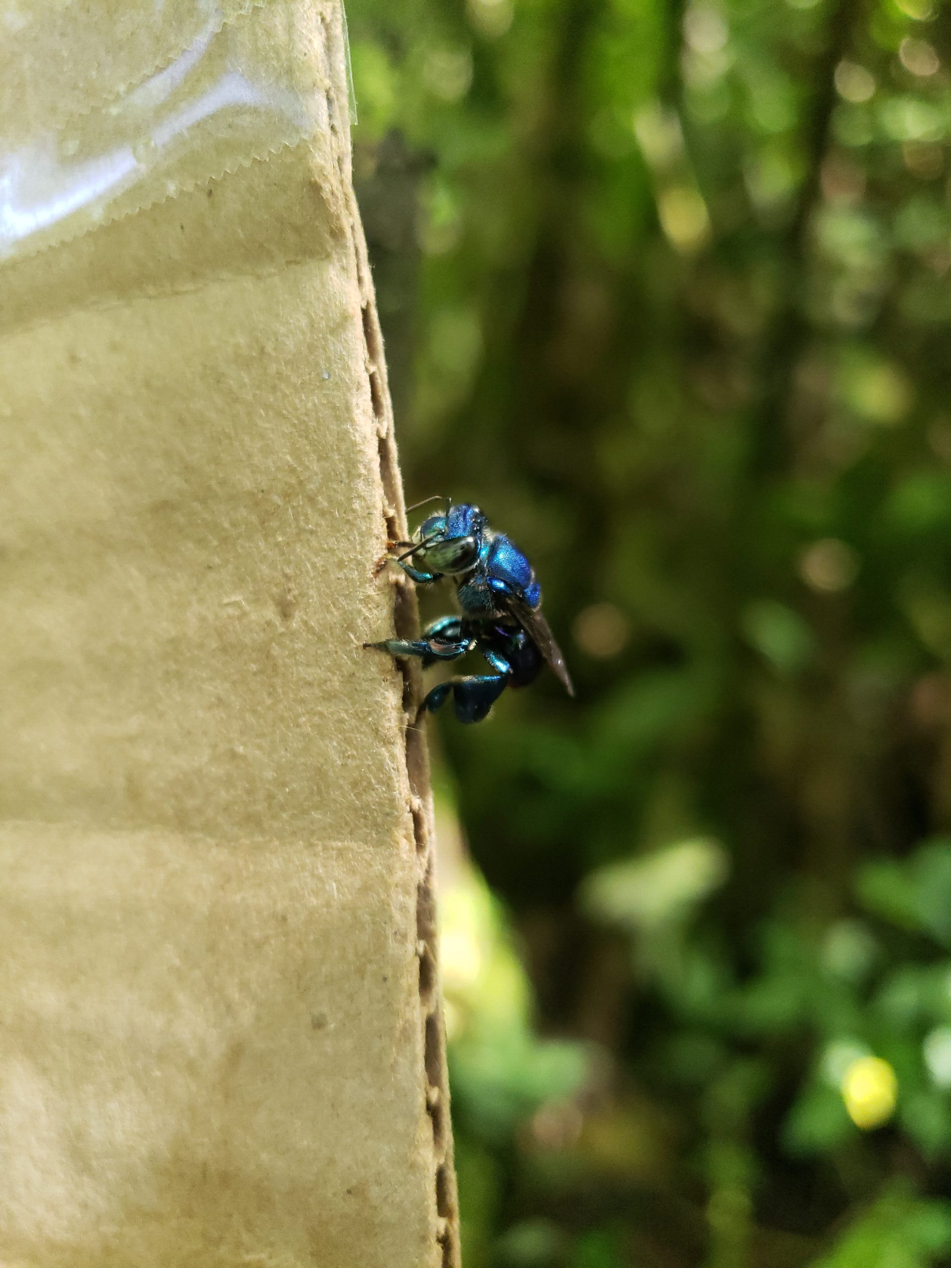 A blue, iridescent bee stands on a piece of cardboard.