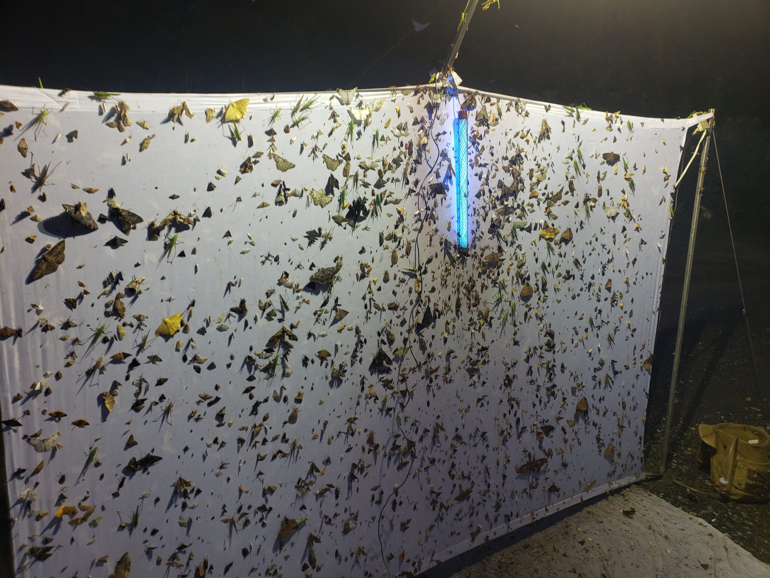 A light trap consisting of a white sheet held up on poles and with a UV light hung in the center. Many, many bugs cluster up onto the sheet and mostly gather around the light.