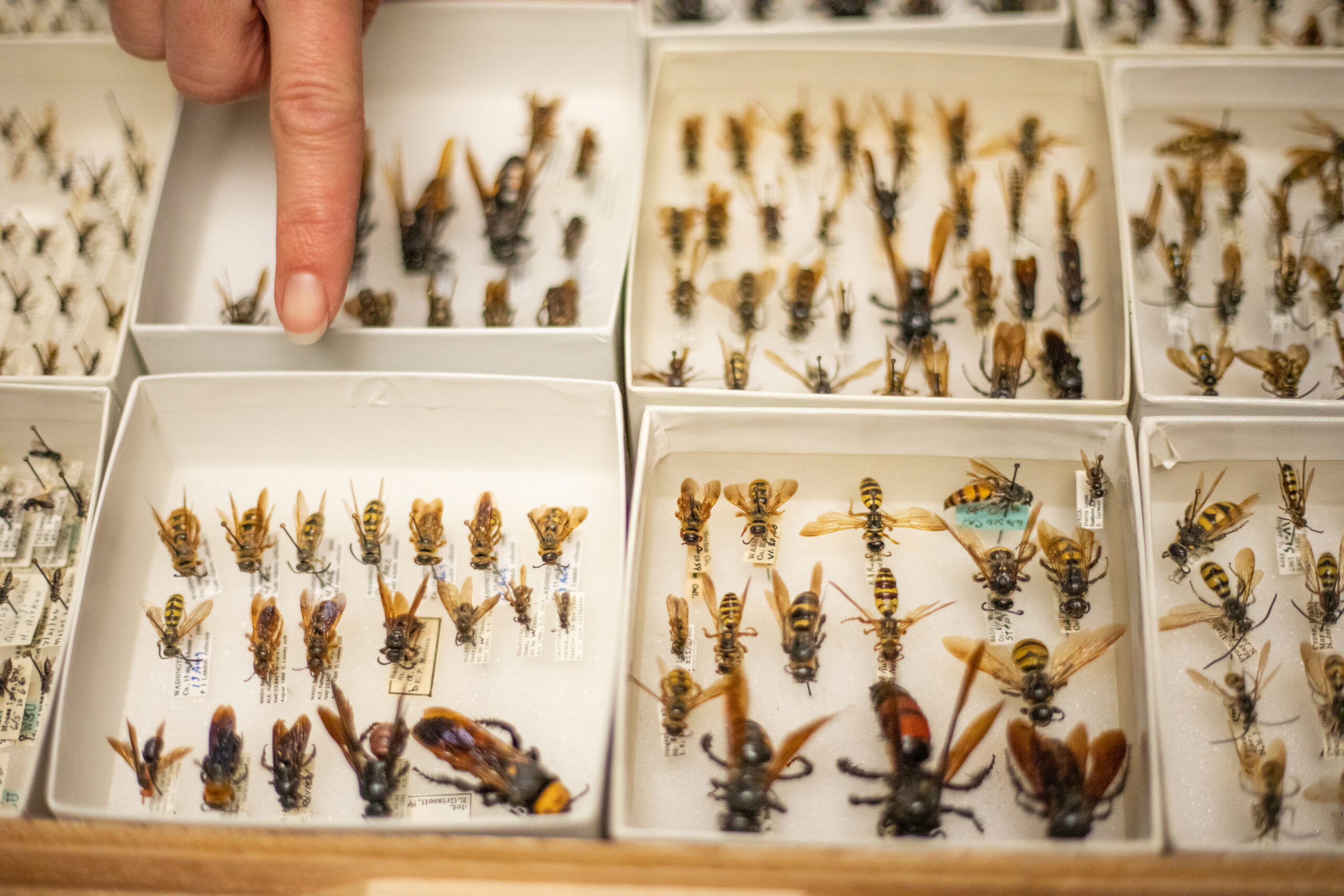 A display of various insects organized in their own sections. Someone points at one section.
