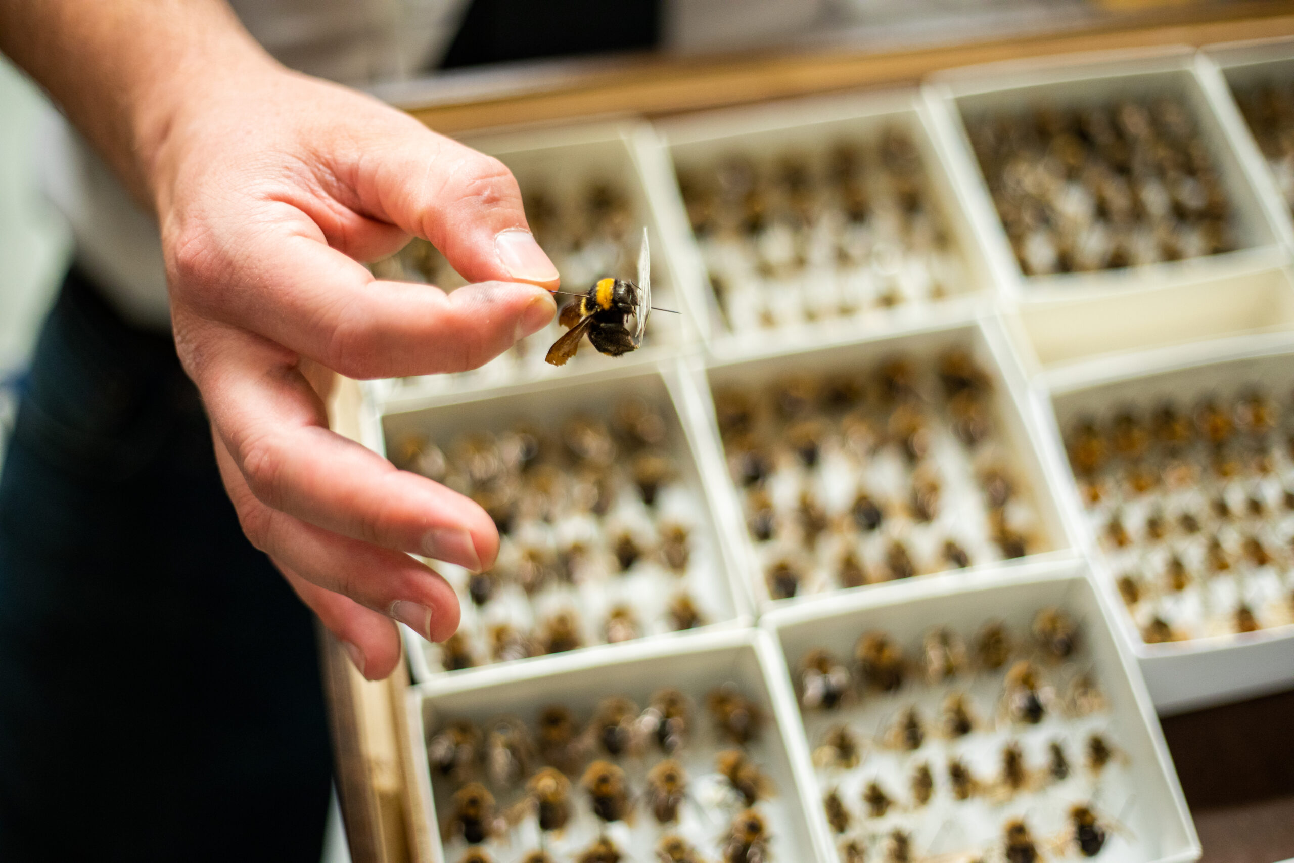 Silas Bossert holds up a pinned bee from the museum collection.