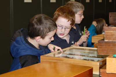 Three young students look at displays of insects and interact with the museum.