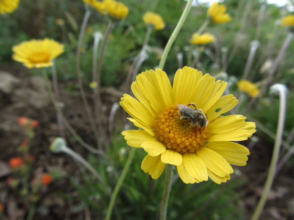 A bee on the center of a coreopsis flower.