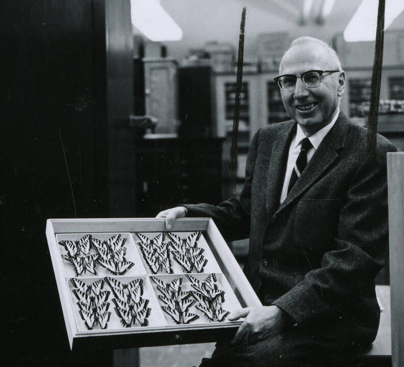 A man holds up a case with butterflies inside of the museum.