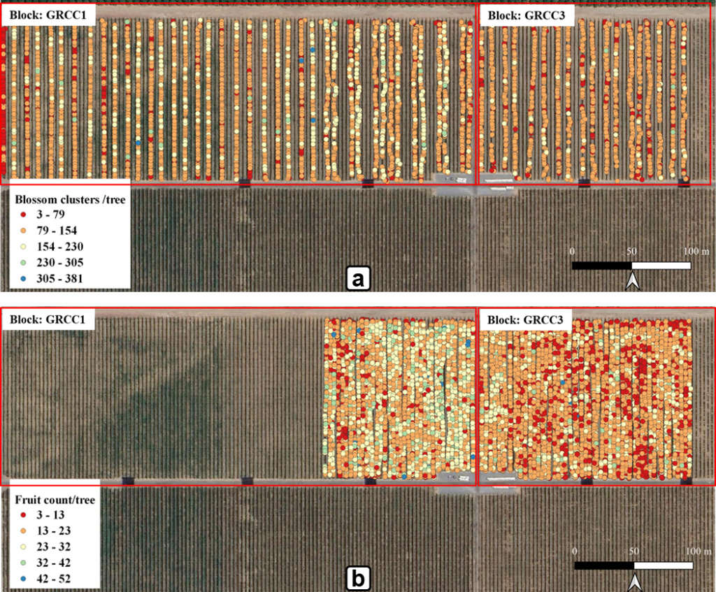 Variability map of blossom clusters and crop load per tree estimates using Vivid Machines based scans.