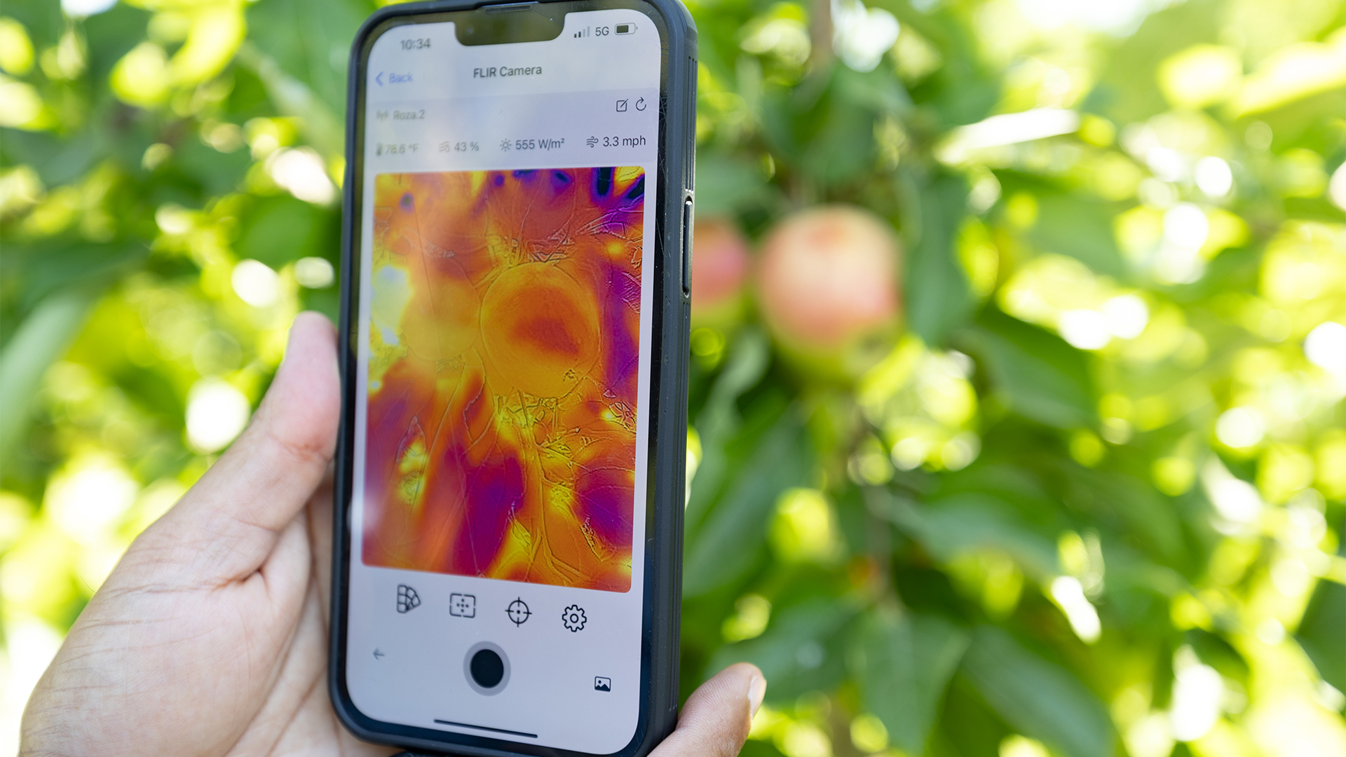 A person using a smartphone to capture a thermal image of apples with the AWN CropAI mobile app.