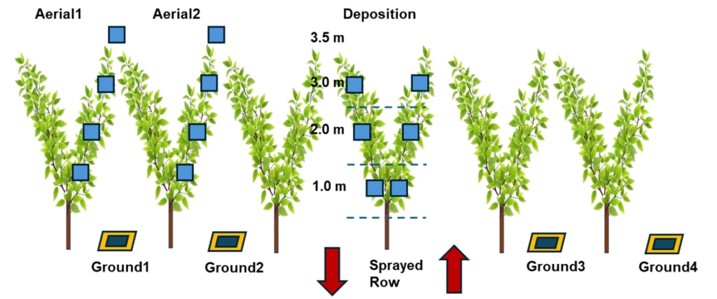 Sampling cards layouts for spray deposition and drift assessment in V-trellised orchard