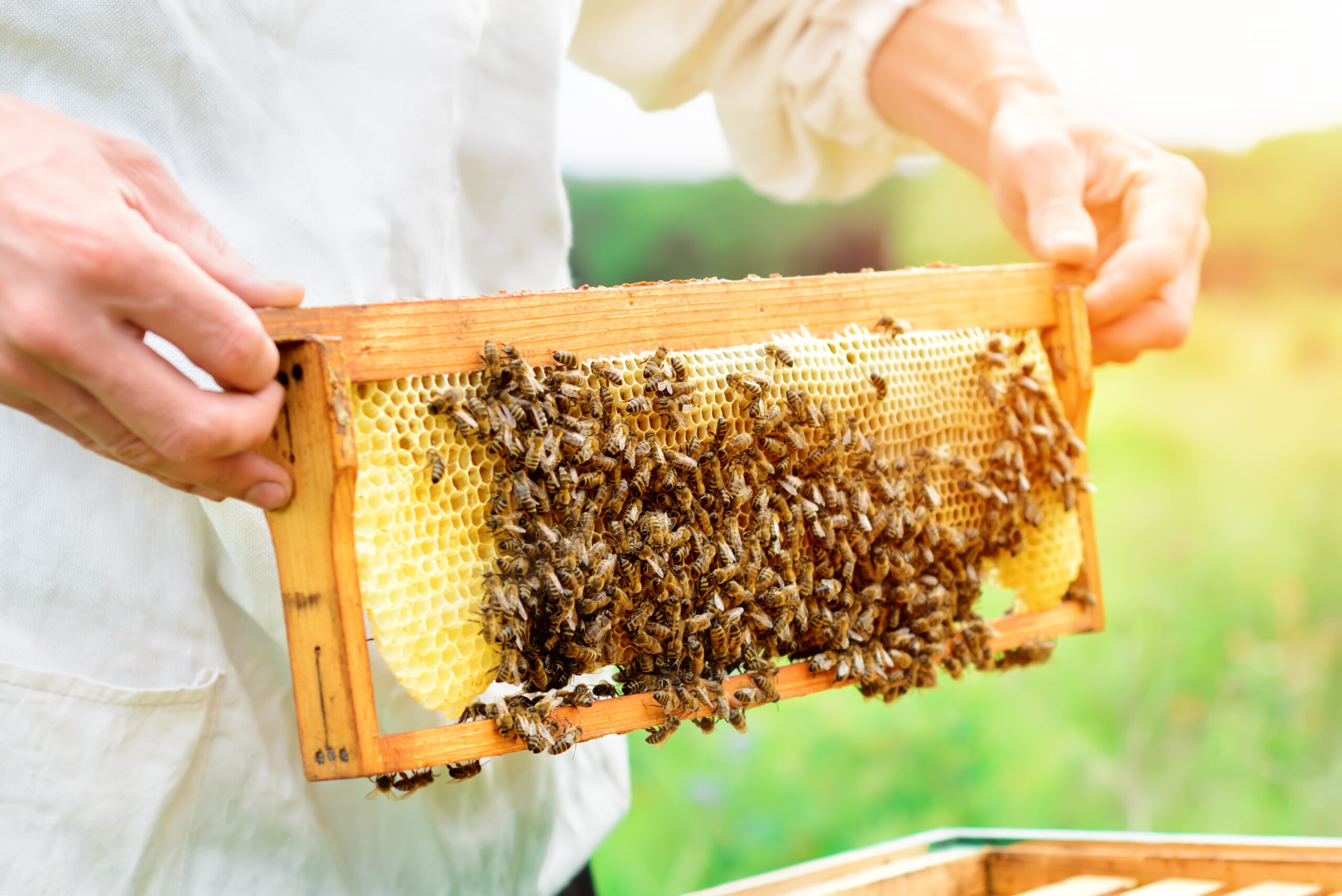 Beekeeper holding a honeycomb full of bees. Beekeeper inspecting honeycomb frame