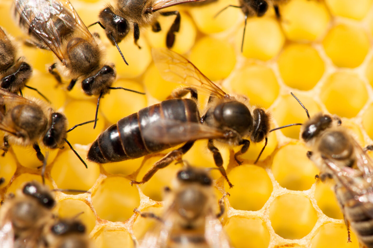 Bee queen on honeycomb with surrounded honeybees layong eggs