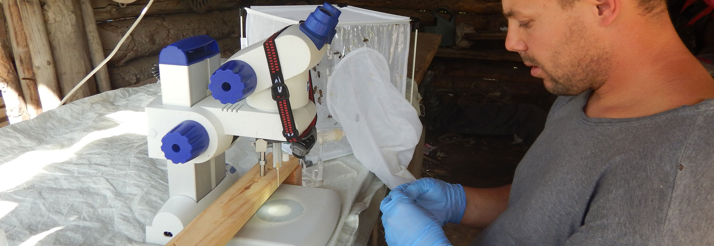 Recolectando semen de abeja melífera