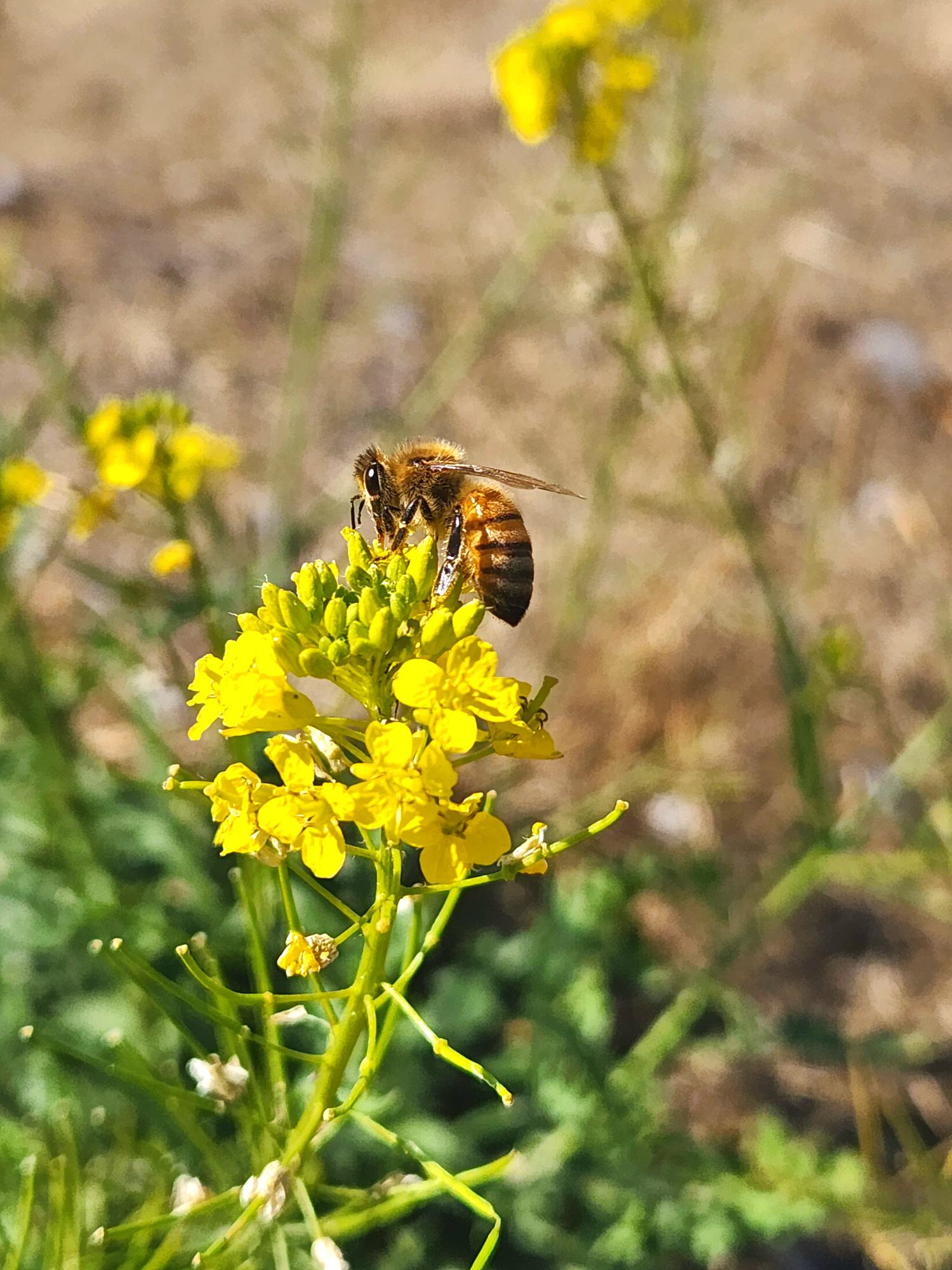 Abeja melífera sobre flor amarilla