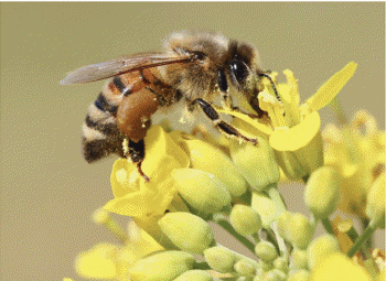 Abeja melífera en una flor de canola