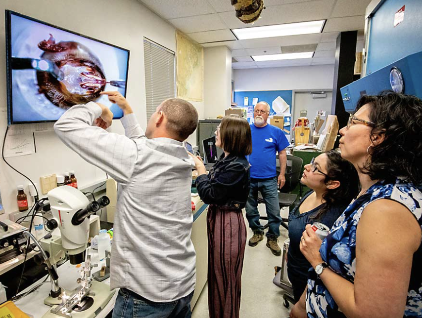 Un grupo de personas observando el proceso de inseminación de una abeja melífera 