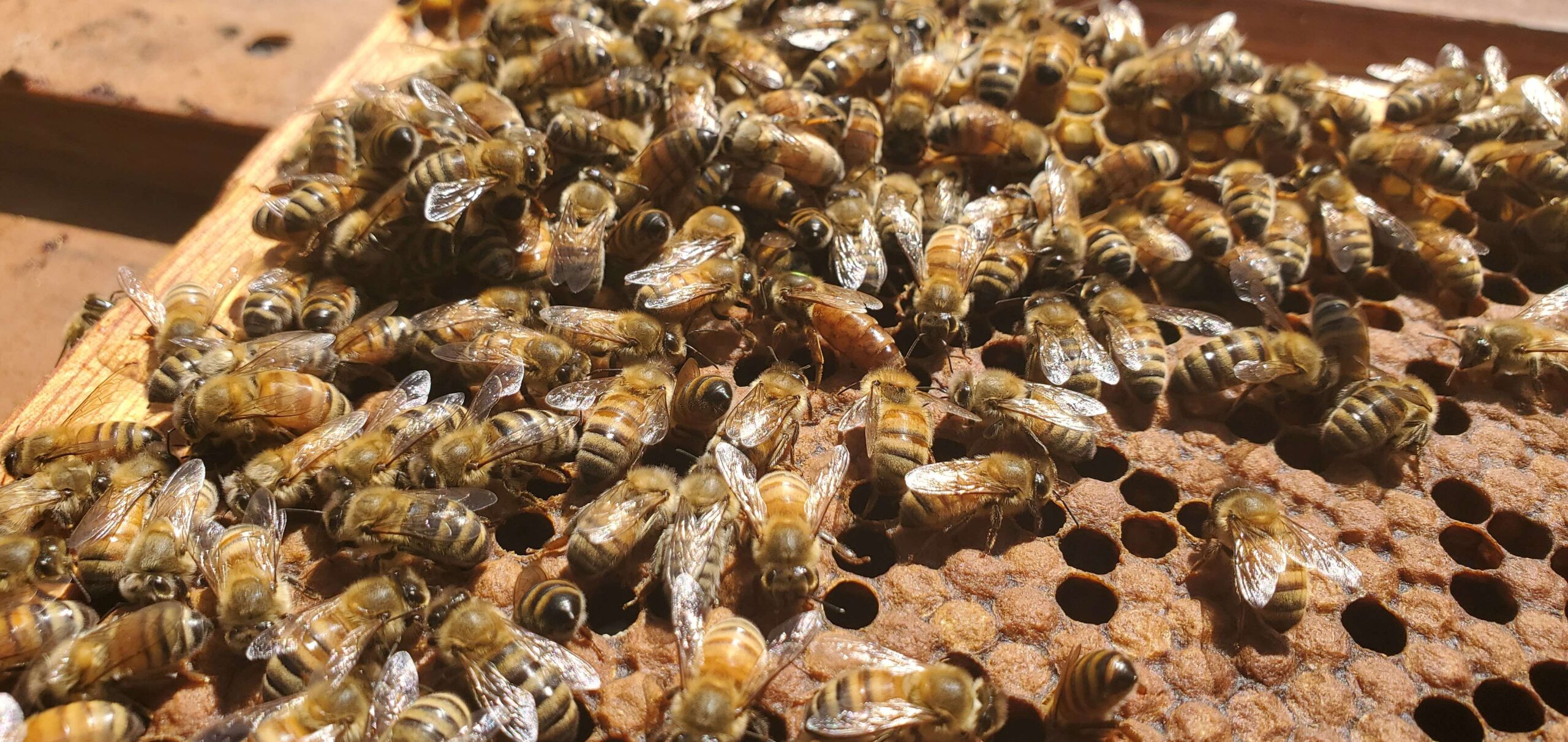 honey bees on frame