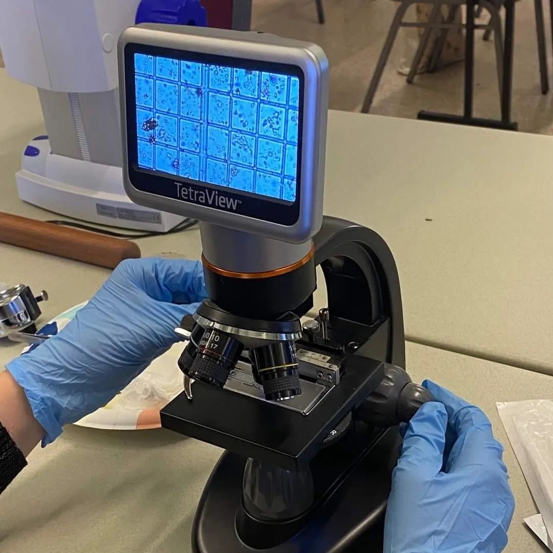 Microscope with Nosema spores on the viewing screen