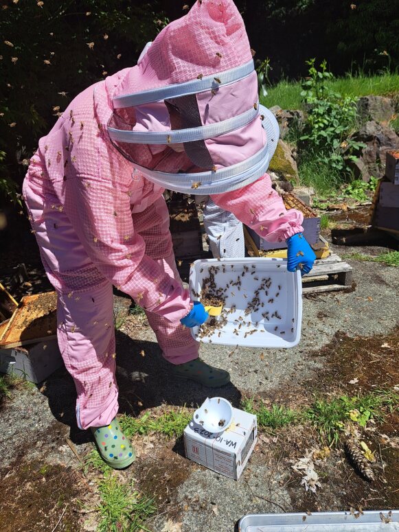 Bri (WSU) collecting live bee sample.