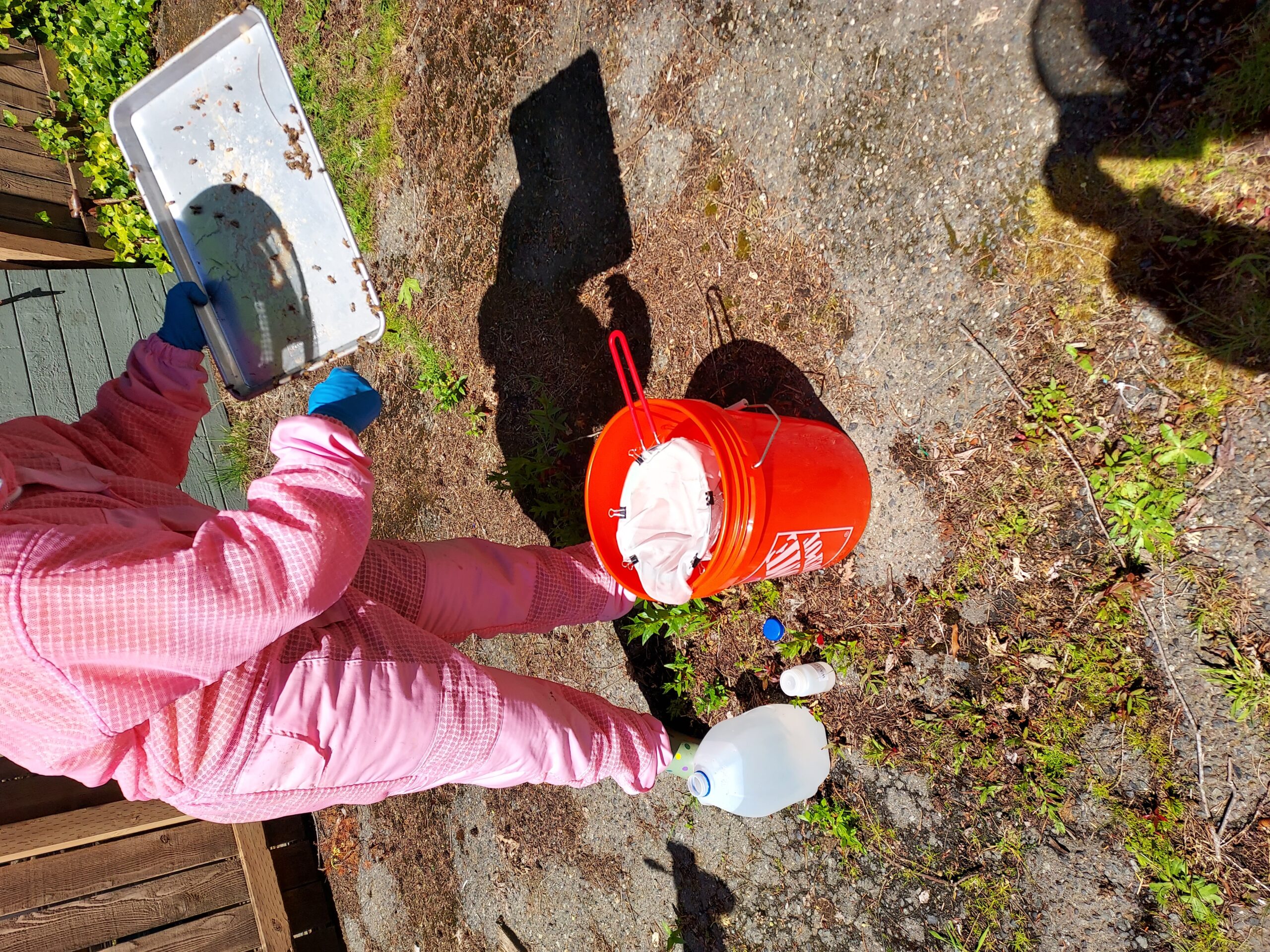 Bri (WSU) straining contents collected from tray and preserving sample in alcohol.
